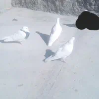 کفتر یا کبو تر