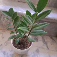 کلیه خدمات باغبانی