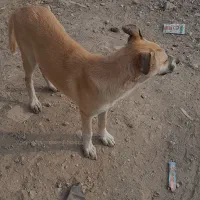 واگذاری طوله ۶ ماهه|سگ|تهران, هفده شهریور|دیوار