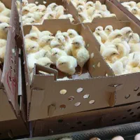 جوجه گوشتی شرکتی(( راس))اول و آخر مائیم