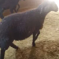 پای پروار بره نر