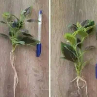 مشاوره کشاورزی گل های آپارتمانی