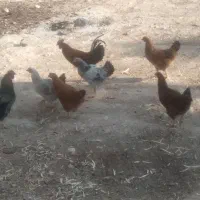 مرغ و خروس|حیوانات مزرعه|خرامه, |دیوار