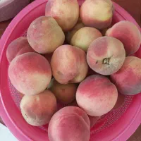 هلو درجه یک