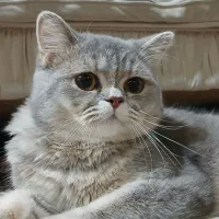 گربه بریتیش ماده