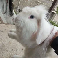 خرگوش لوپ چشم آبی و نر چشم قرمز