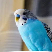 طوطی مرغ عشق