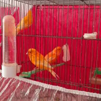 قناری رد فاکتور سرخ اورجینال خانگی