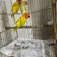 طوطی کوتوله برزیلی ۳ عدد نر بالغ