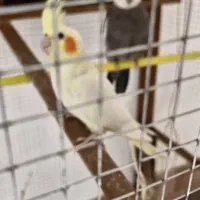 عروس هلندی|پرنده|انار, |دیوار