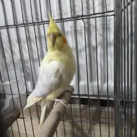 عروس هلندی ماده