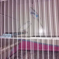 قناری نر عروس هلندی نر مرغ عشق نر