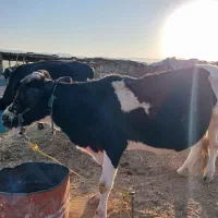 گاو و گوساله