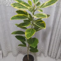 طلایی|گل و گیاه طبیعی|بندر گناوه, |دیوار