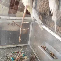 ی جفت طوطی نر ماده آلبینو با ی دونه لوتینو