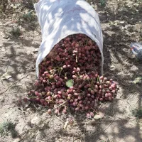 نهال درخت پسته چنتا موجود بارده پیوند اکبری|گل و گیاه طبیعی|مشکان, |دیوار