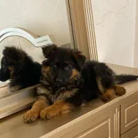 ژرمن شپرد شولاین اصل