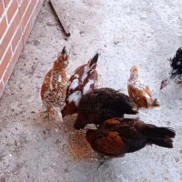 مرغ و خروس گلین ومحلی