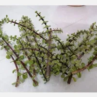 قلمه. کراسولا. گل