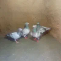 کفتر کبوتر|حیوانات|چناران, |دیوار