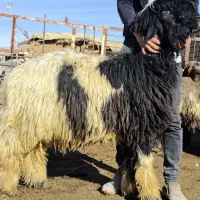 قوچ بختیاری