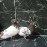 جفت رنگه