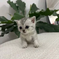 بچه گربه اسکاتیش و بریتیش|گربه|لاهیجان, شقایق|دیوار