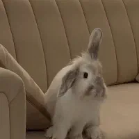 واگذاری خرگوش لوپ