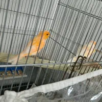یک جفت قناری آماده برای تخم