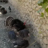 بوقلمون نرماده|پرنده|کازرون, |دیوار