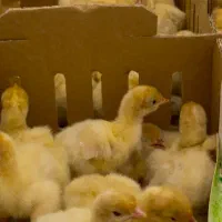 جوجه بوقلمون بیوتی ۶