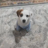 توله سگ دوماهه نژاد جک تریر