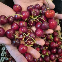 گیلاس تک بار لواسون