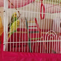 مرغ عشق انگلیسی