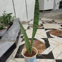 موبایل|موبایل|اسلام‌‌آباد غرب, |دیوار