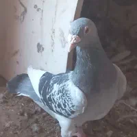 کبوتر|پرنده|سده (خراسان جنوبی), |دیوار