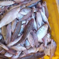 ماهی جنوب خرده عمده