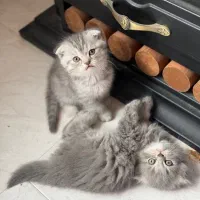 واگزاری گریه اسکاتیش