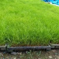 تیم باکس برنج هاشمی(با دستگاه نشا)