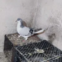 کبوتر