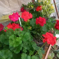 انواع پیاز گلهای هلندی کیلویی موجود نیست  دانه ای