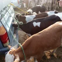 جمع آوری گوساله سیمینتال|حیوانات مزرعه|بندر ترکمن, |دیوار