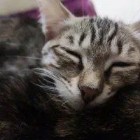 واگذاری بچه گربه|گربه|بندر انزلی, پاسداران|دیوار