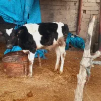 گاو.  وگوساله ماده|حیوانات مزرعه|حمیدیه, |دیوار