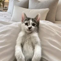 بچه گربه