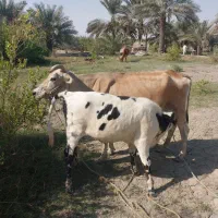 گاوشیری|حیوانات مزرعه|میناب, |دیوار