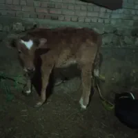 گوساله|حیوانات مزرعه|سلماس, |دیوار