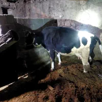 گوساله|حیوانات مزرعه|پاتاوه, |دیوار