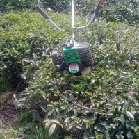 علف تراشی باغ انجام میشود