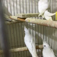 عروس هلندی آلبینو خالص چشم شرابی|پرنده|شهریار, شهریار|دیوار